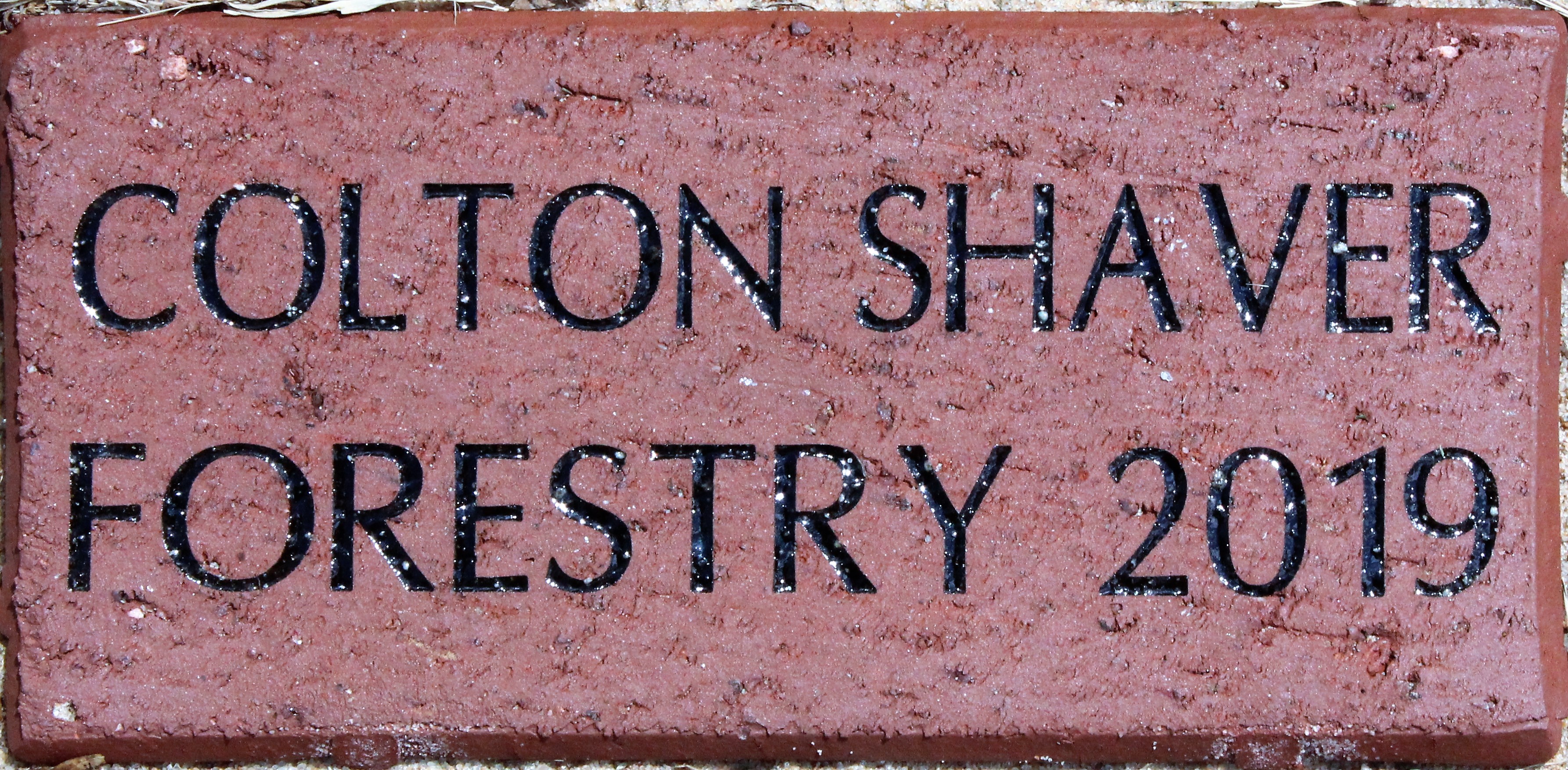 COLTON SHAVER FORESTRY 2019
