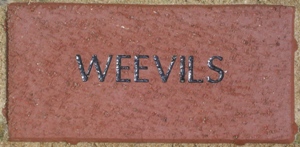 WEEVILS