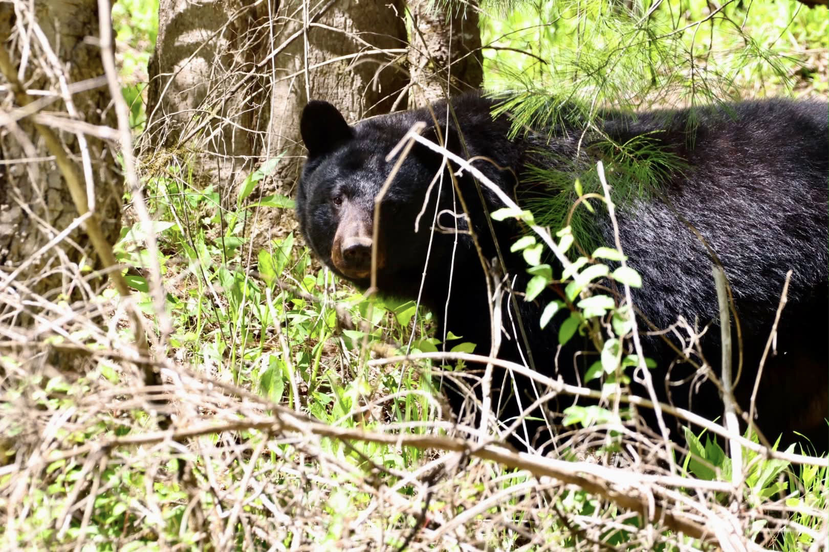 Black Bear photo Out and About